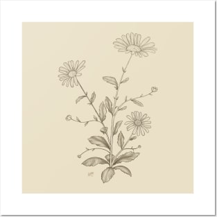 Daisy Plant Pencil Sketch Posters and Art